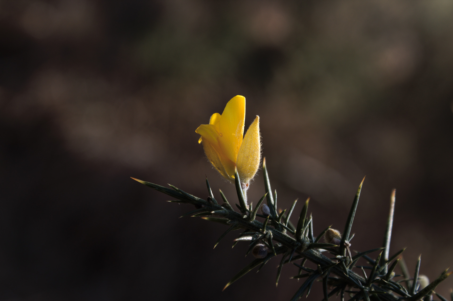 Fleur d'Ajonc d'Europe