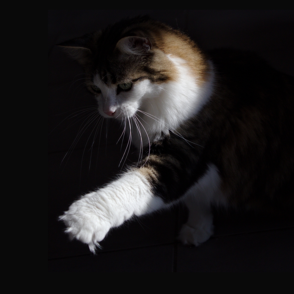 Chat assis, patte tendue en avant pour attraper un jouet